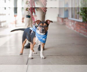 Mutt Dogs for adoption in San Jose, CA, USA