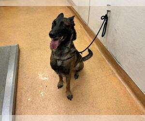 Mutt Dogs for adoption in Martinez, CA, USA