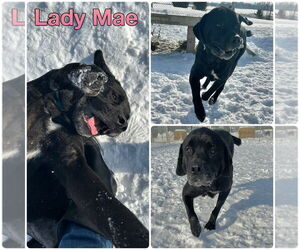 Mutt Dogs for adoption in Pierceton , IN, USA