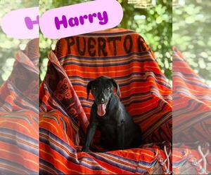 Labrador Retriever-Unknown Mix Dogs for adoption in Sanford, FL, USA