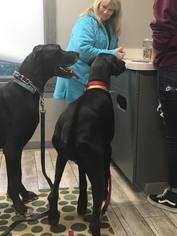 Great Dane Dogs for adoption in Dalzell, SC, USA