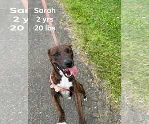 Chihuahua-Unknown Mix Dogs for adoption in Virginia Beach, VA, USA