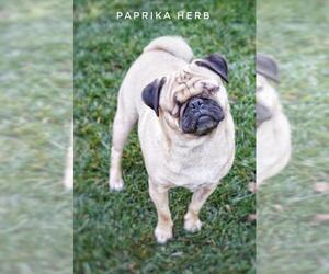 Pug Dogs for adoption in Pittsburg, CA, USA