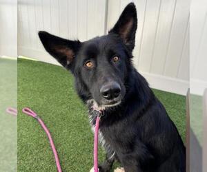 Border Collie Dogs for adoption in Camarillo, CA, USA