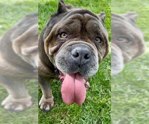 American Pit Bull Terrier Dogs for adoption in Riverside, CA, USA