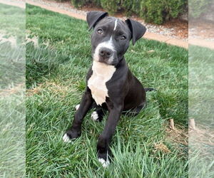 American Pit Bull Terrier-American Staffordshire Terrier Mix Dogs for adoption in Chester, VA, USA