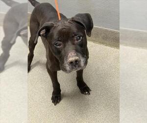 Staffordshire Bull Terrier-Unknown Mix Dogs for adoption in Las Vegas, NV, USA