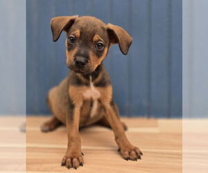 Chihuahua-Unknown Mix Dogs for adoption in Lakewood, CO, USA