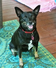 Rat Terrier-Unknown Mix Dogs for adoption in Murphy, NC, USA