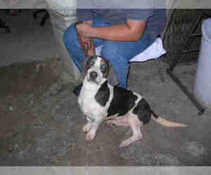 Basset Hound Dogs for adoption in Fort Walton Beach, FL, USA