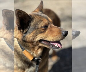 Chihuahua-German Shepherd Dog Mix Dogs for adoption in Las Vegas, NM, USA