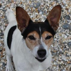Jack Russell Terrier Dogs for adoption in Atlanta, GA, USA