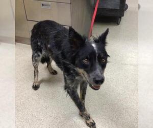 Mutt Dogs for adoption in Riverside, CA, USA