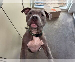 American Staffordshire Terrier-Unknown Mix Dogs for adoption in Tavares, FL, USA