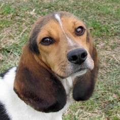 Beagle Dogs for adoption in Madison, IN, USA