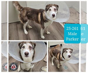 - Mix Dogs for adoption in Georgetown, KY, USA