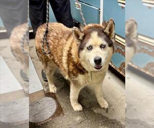Siberian Husky Dogs for adoption in Woodland, CA, USA