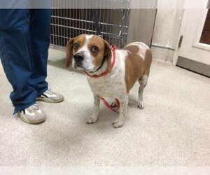 Beagle Dogs for adoption in Riverside, CA, USA