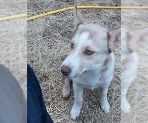 Siberian Husky-Unknown Mix Dogs for adoption in San Antonio, TX, USA