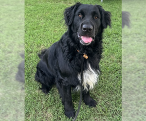 - Mix Dogs for adoption in Evansville, IN, USA