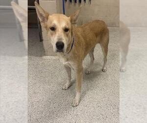 Mutt Dogs for adoption in Conroe, TX, USA
