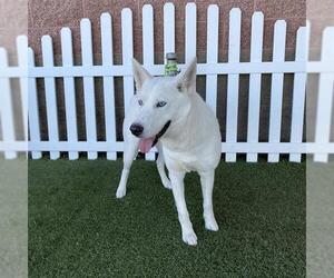 Siberian Husky Dogs for adoption in Modesto, CA, USA