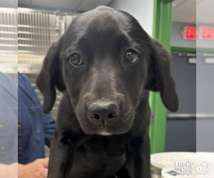 Labrador Retriever-Retriever  Mix Dogs for adoption in Washington, DC, USA