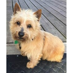 Norwich Terrier Dogs for adoption in Romoland, CA, USA