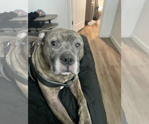 American Staffordshire Terrier-Unknown Mix Dogs for adoption in phoenix, AZ, USA