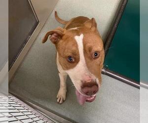 American Pit Bull Terrier-Unknown Mix Dogs for adoption in Placerville, CA, USA