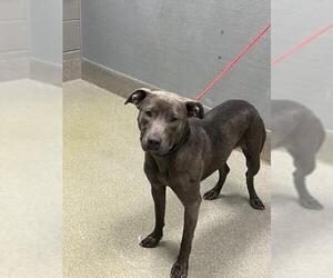 Mutt Dogs for adoption in Las Vegas, NV, USA