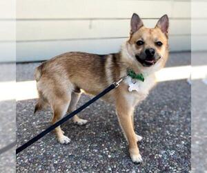 Chiranian Dogs for adoption in Palo Alto, CA, USA