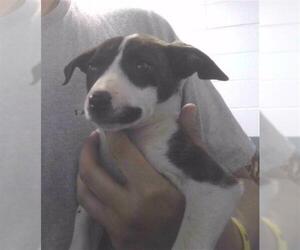American Staffordshire Terrier-German Shepherd Dog Mix Dogs for adoption in Tallahassee, FL, USA