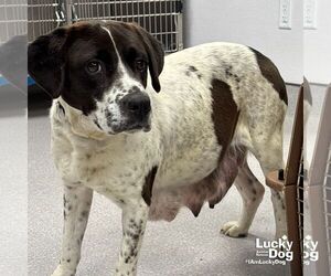 Pointer Dogs for adoption in Washington, DC, USA