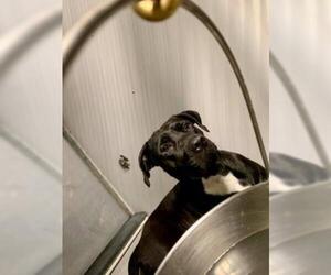 Medium Photo #1 American Bandogge mastiff Puppy For Sale in Kansas City, MO, USA