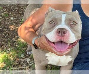 American Pit Bull Terrier Dogs for adoption in Martinez, CA, USA