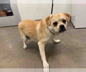 Puggle Dogs for adoption in Berkeley , CA, USA
