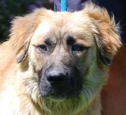 Golden Shepherd Dogs for adoption in Chesapeake City, MD, USA
