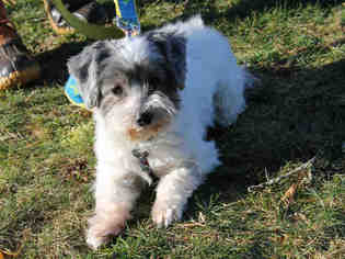 Maltipoo Dogs for adoption in Brewster, MA, USA