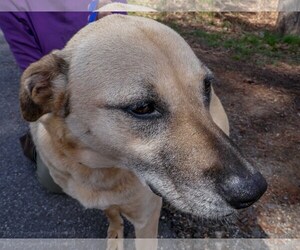 Medium Photo #4 Labrador Retriever-Unknown Mix Puppy For Sale in Clarkesville, GA, USA
