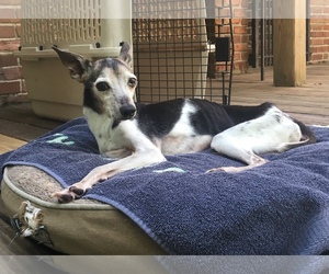 Italian Greyhound Dogs for adoption in Canton, CT, USA