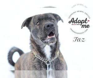 Mastiff Dogs for adoption in Keswick, Ontario, Canada