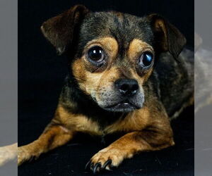 Chug Dogs for adoption in Chico, CA, USA