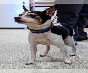 Rat Terrier Dogs for adoption in Georgetown, TX, USA