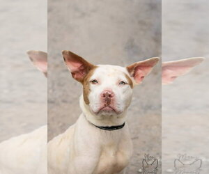 Mutt Dogs for adoption in Rustburg, VA, USA