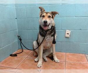 German Shepherd Dog-Unknown Mix Dogs for adoption in Downey, CA, USA