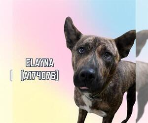 Labrador Retriever-Unknown Mix Dogs for adoption in Tulsa, OK, USA