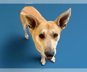 Shepradors Dogs for adoption in Tulsa, OK, USA