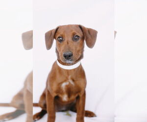 Dachshund-Unknown Mix Dogs for adoption in Princeton, MN, USA