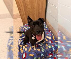 American Pit Bull Terrier-Labrador Retriever Mix Dogs for adoption in Brighton, CO, USA